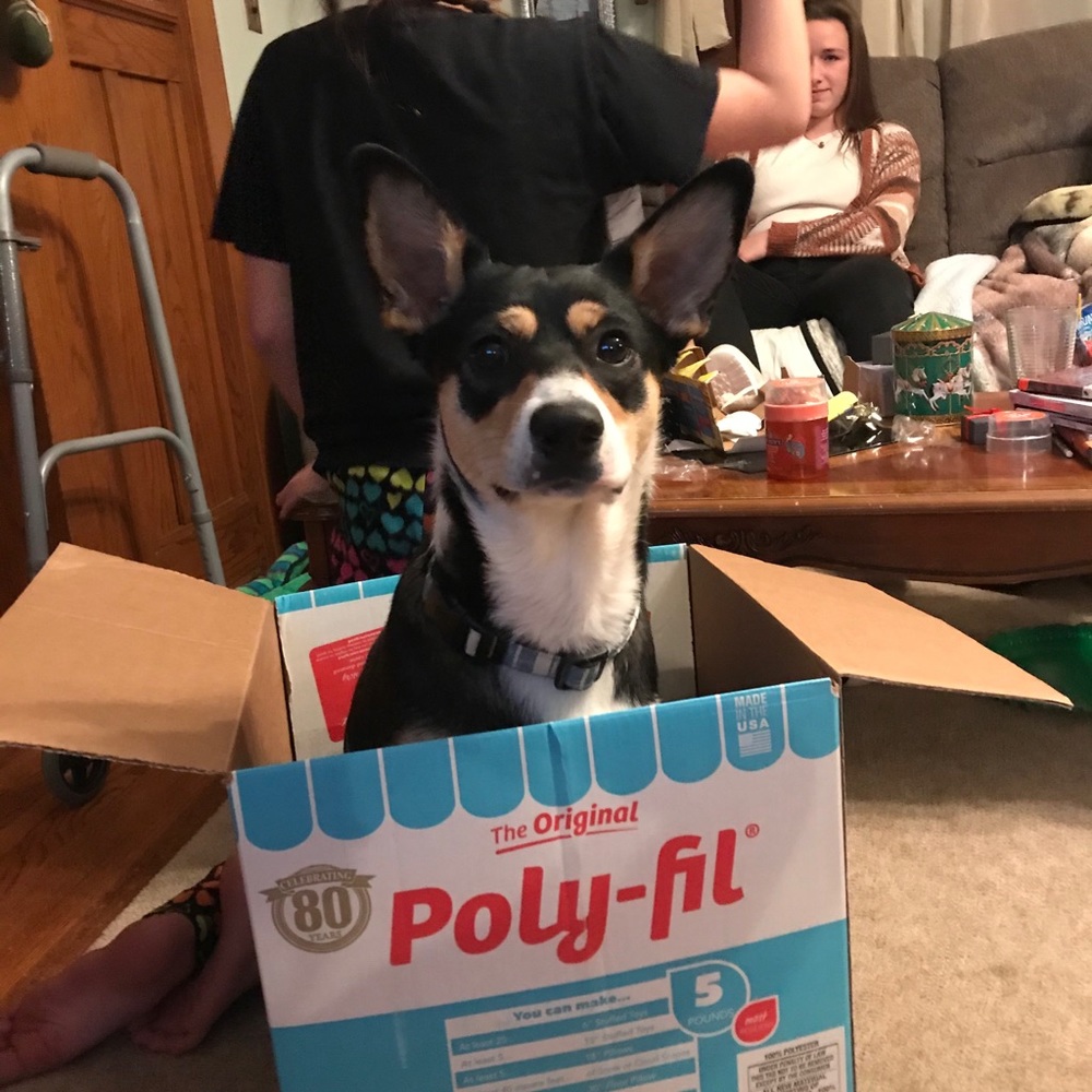 Meet your Posher, Shelby